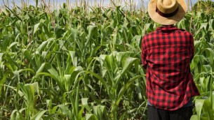 Numeri in crescita per gestione del rischio in agricoltura, Fondo AgriCAT sia grimaldello cambiamento