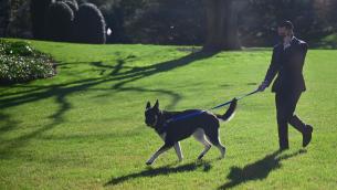 Nuovi guai per Major, il cane di Biden morde ancora