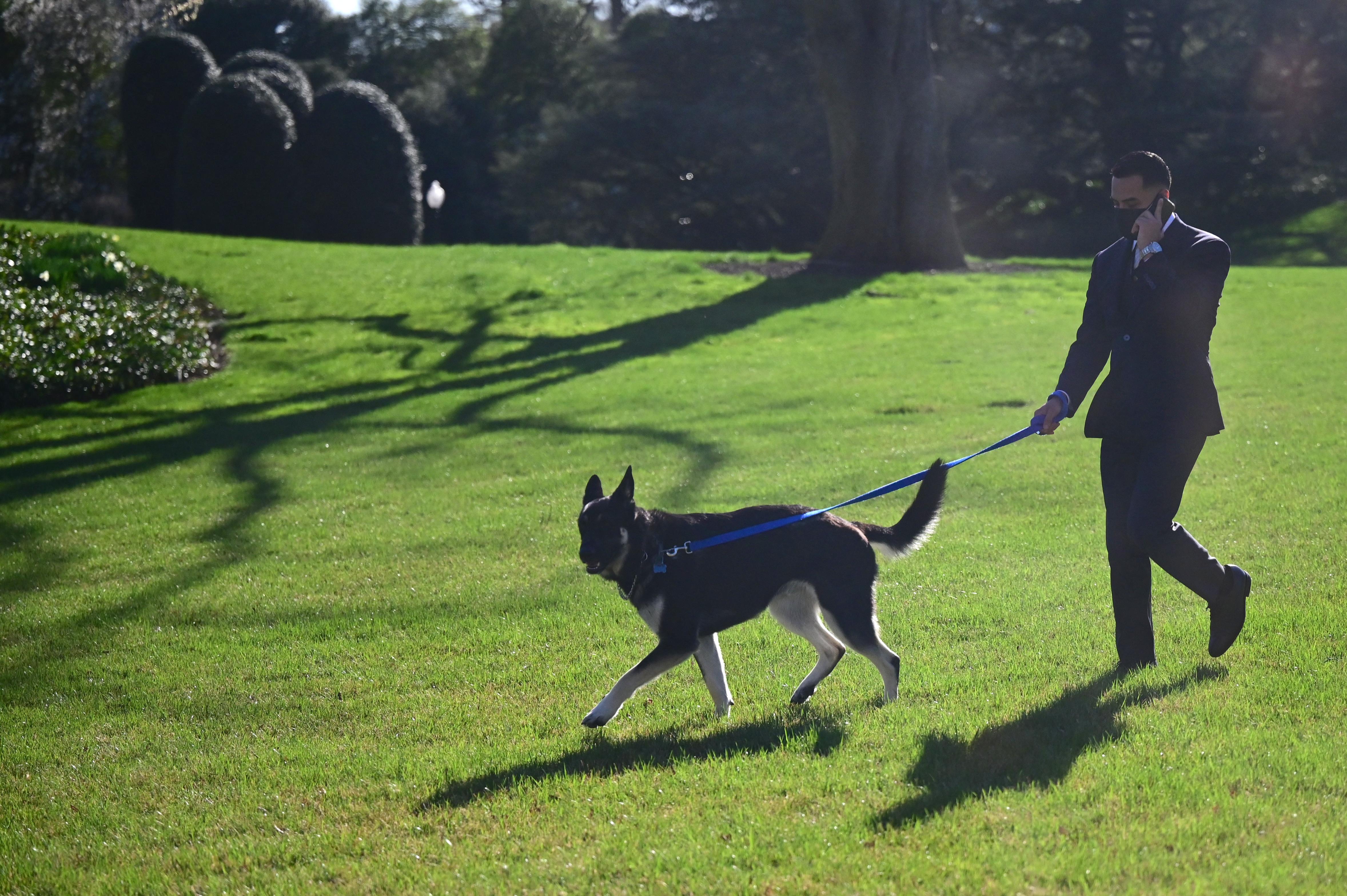Nuovi guai per Major, il cane di Biden morde ancora