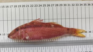 Nuovo pesce alieno nei mari italiani, la triglia tropicale del Mar Rosso