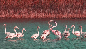 Fenicotteri all'Oasi naturale di Saline Joniche