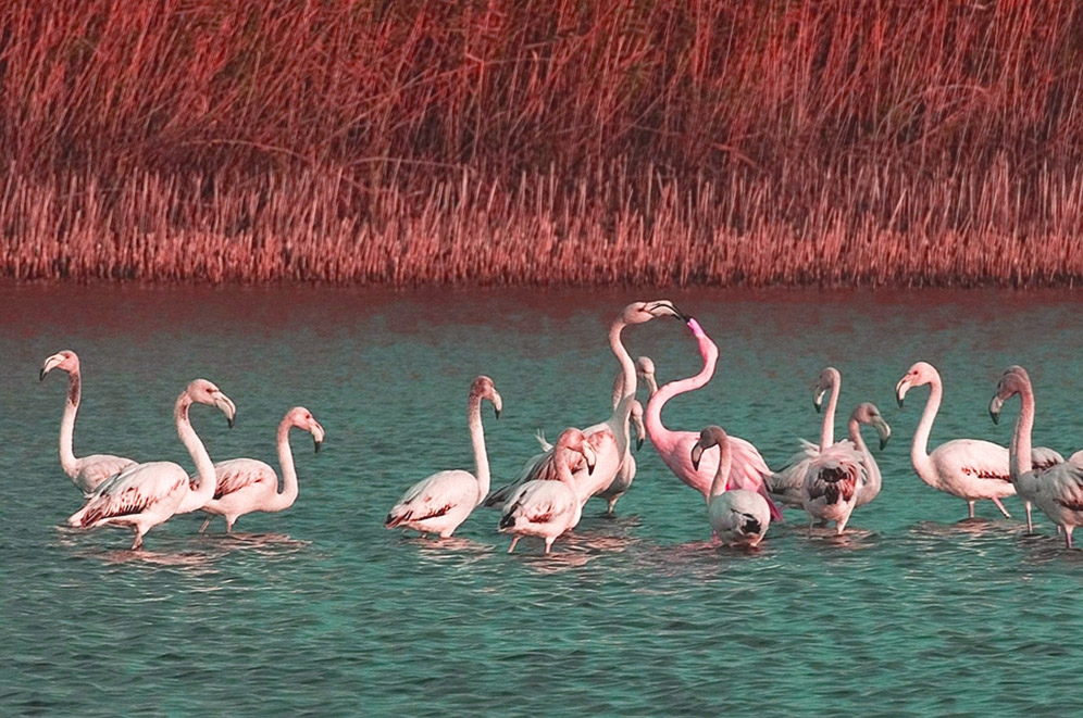 Fenicotteri all'Oasi naturale di Saline Joniche