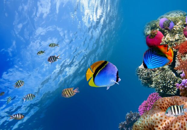 oceani-barrieracorallina-riscaldamento-globale-clima-620x430