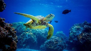 Oceani, Onu raggiunge accordo su protezione Alto mare