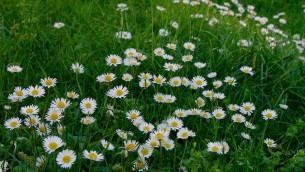 Oggi inizia la primavera, perché l'equinozio nel 2025 cade il 20 marzo