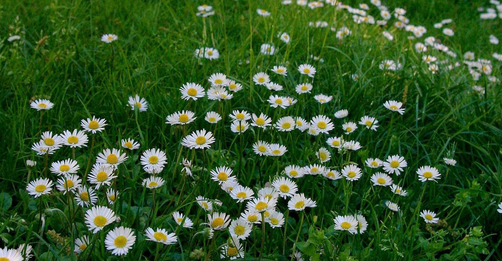 Oggi inizia la primavera, perché l'equinozio nel 2025 cade il 20 marzo