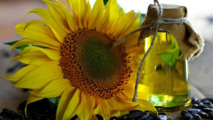 olio-di-girasole-3