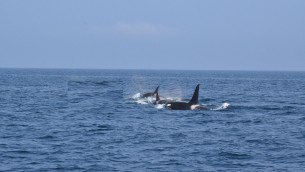 Orche speronano e affondano yacht di 15 metri, attacco choc nello stretto di Gibilterra