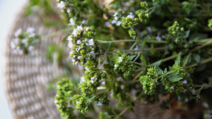 origano-origanum-vulgare