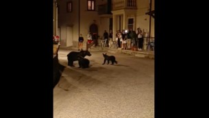 Orsa Amarena uccisa, cuccioli vivi ma si sono divisi