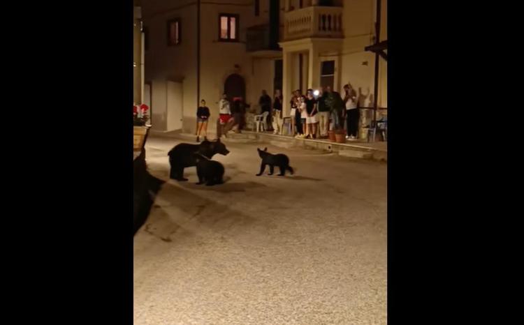 Orsa Amarena uccisa, cuccioli vivi ma si sono divisi