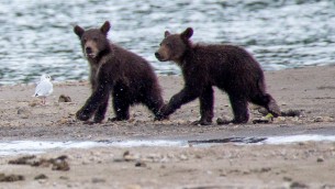 Orsa Amarena uccisa in Abruzzo, "ora a rischio i suoi due cuccioli"