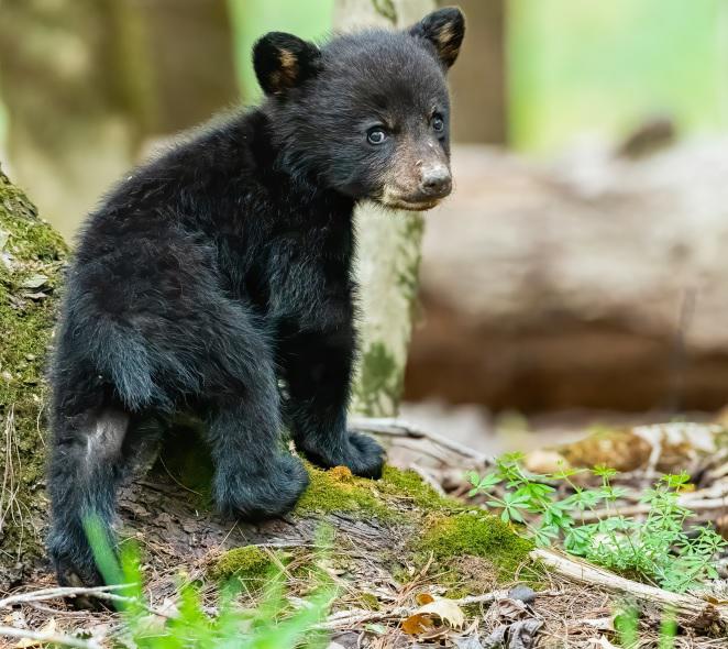 Orsa insegue due cacciatori in Trentino