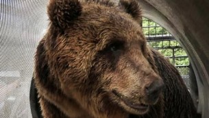 Orsa Jj4 potrà vivere in Romania: accordo per il trasferimento al 'Libearty Sanctuary'