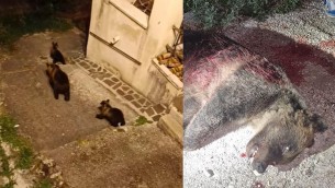 Orsa uccisa, a San Benedetto dei Marsi "clima preoccupante tra insulti e minacce"