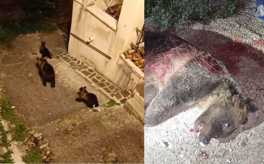 Orsa uccisa, a San Benedetto dei Marsi "clima preoccupante tra insulti e minacce"