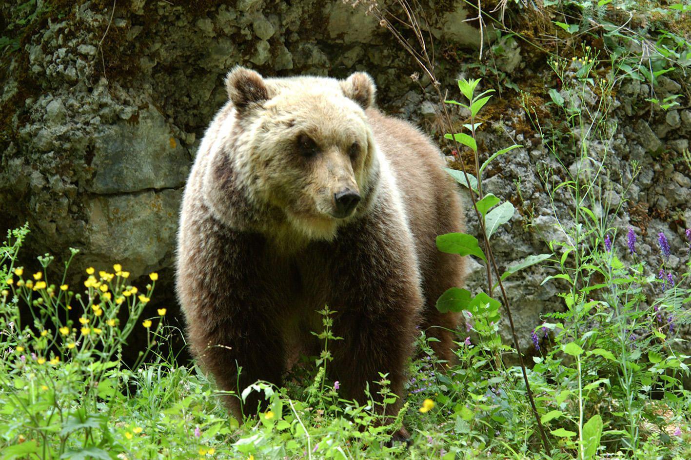Orso invade l'autostrada, investito e ucciso su A25 ad Avezzano