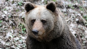 Orso MJ5, firmato il decreto di abbattimento
