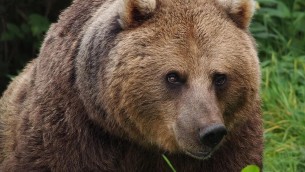Orso Mj5 non sarà soppresso, Tar accoglie ricorso Leal