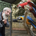 Palermo, rubati due pappagalli dal rifugio dei gatti