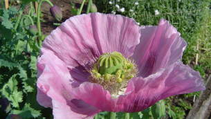 papagna