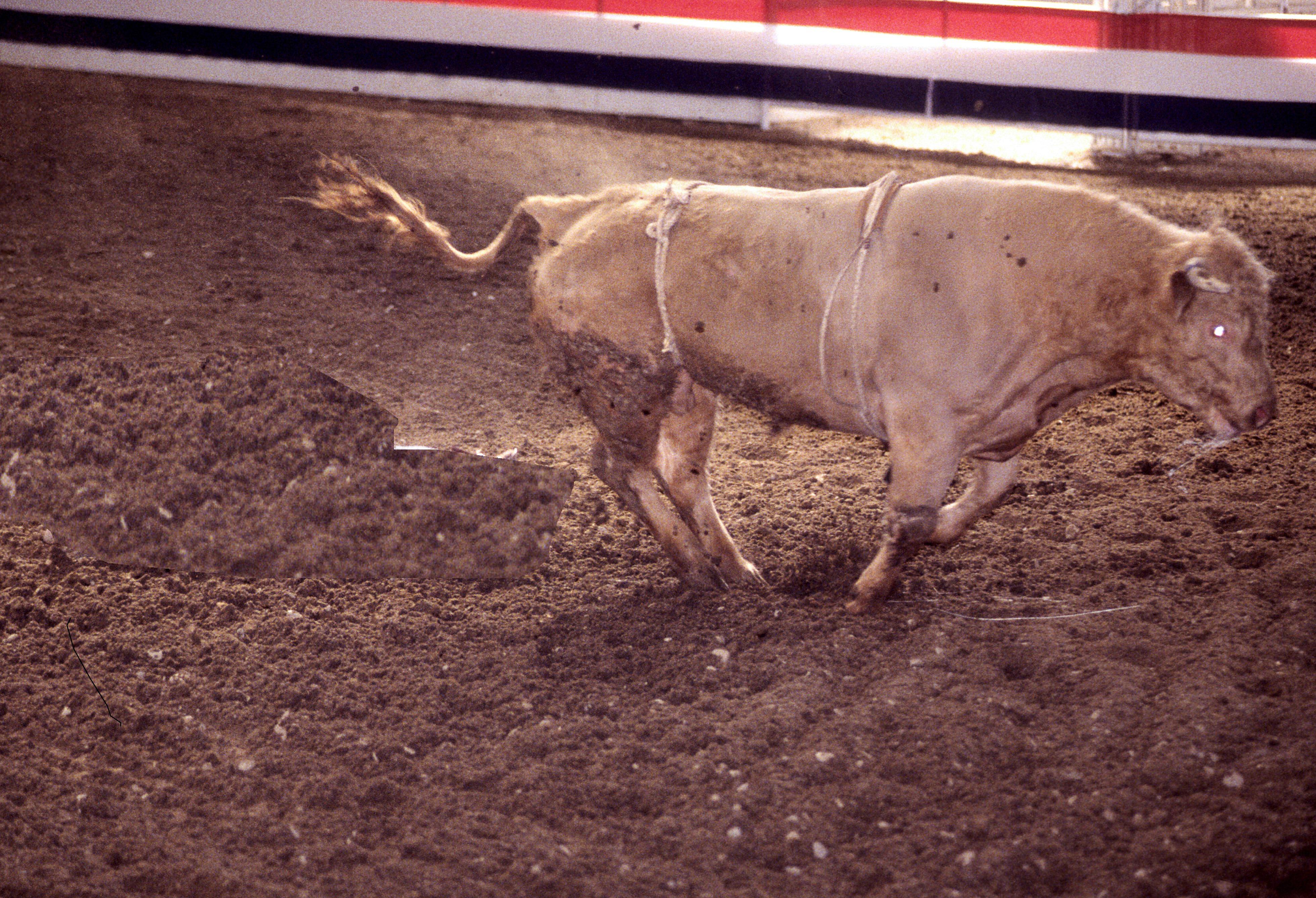 Paura al rodeo, il toro salta e se ne va - Video