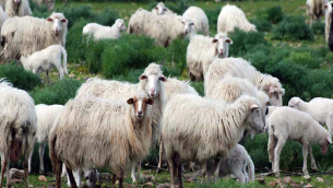 pecora-sarda