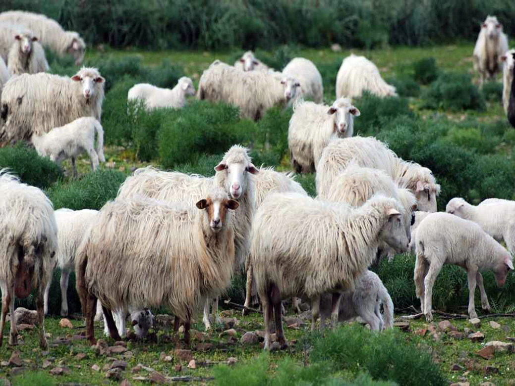pecora-sarda