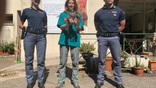 'Pellegrino' speciale all'udienza del Papa, spunta un falco