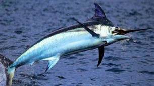 pesce-spada
