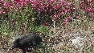 Peste suina africana, salgono a 101 i casi tra Piemonte e Liguria