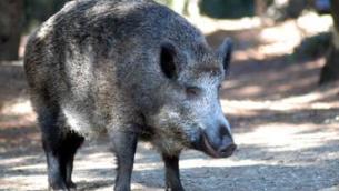 Peste suina, Coldiretti: primo caso a Roma, intervenire subito