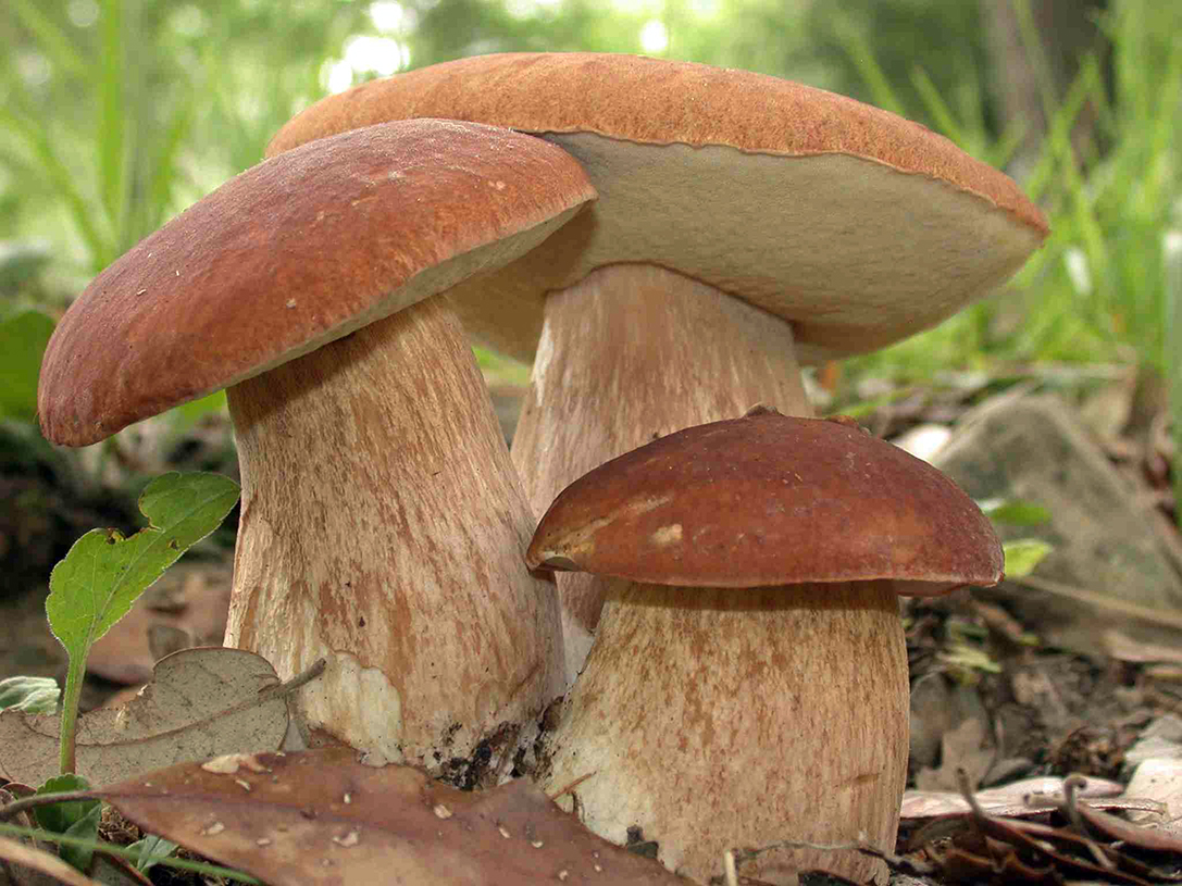 porcini-1