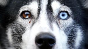 Prende a martellate il cane, condannata a 5 anni di carcere