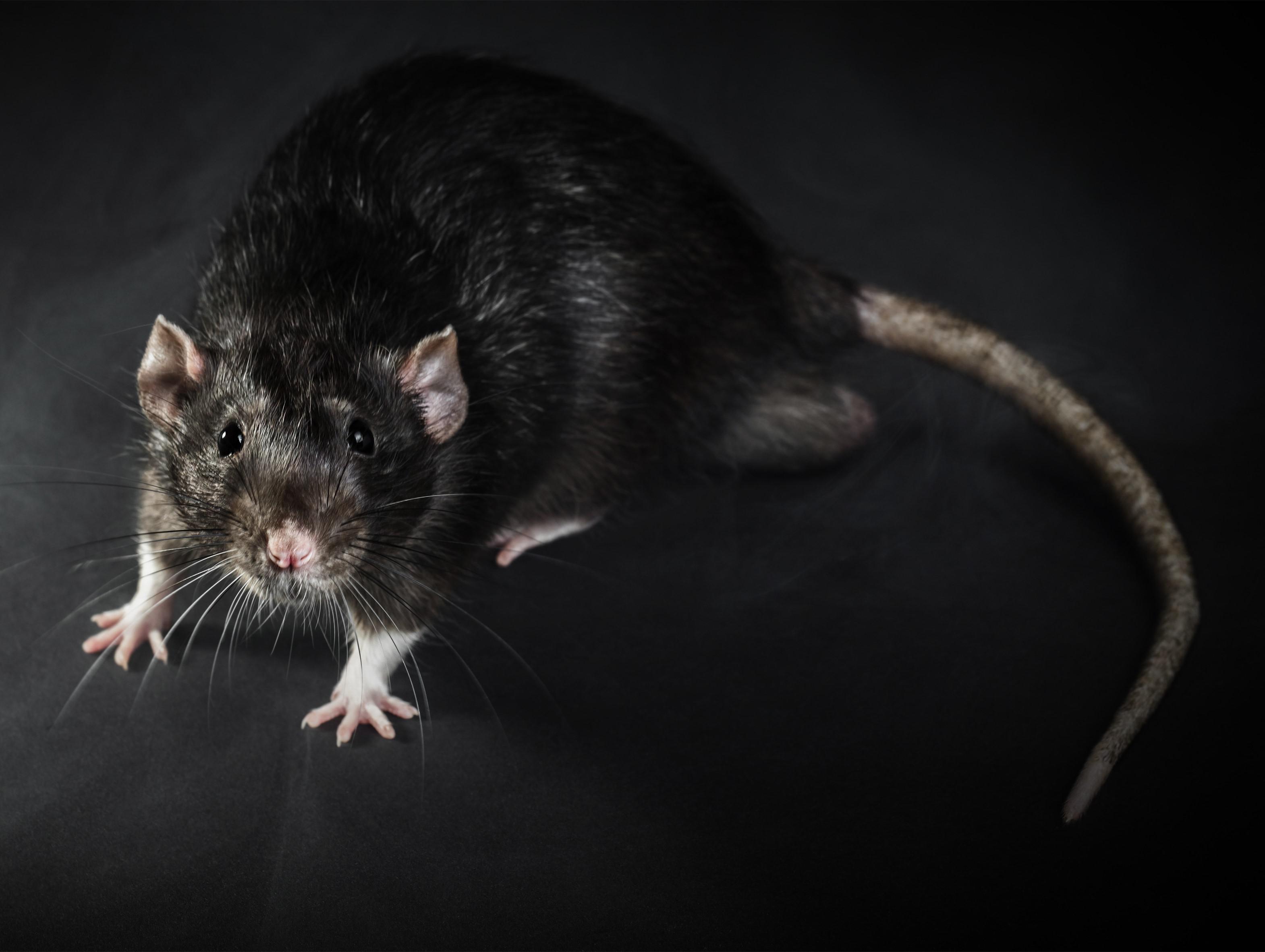 Ratto la attacca in ascensore: anziana morsa al viso e all'occhio a Campobasso