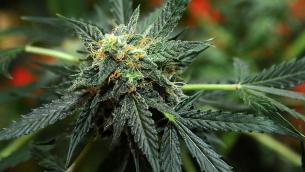 Referendum Cannabis online, raggiunte oltre 330mila firme