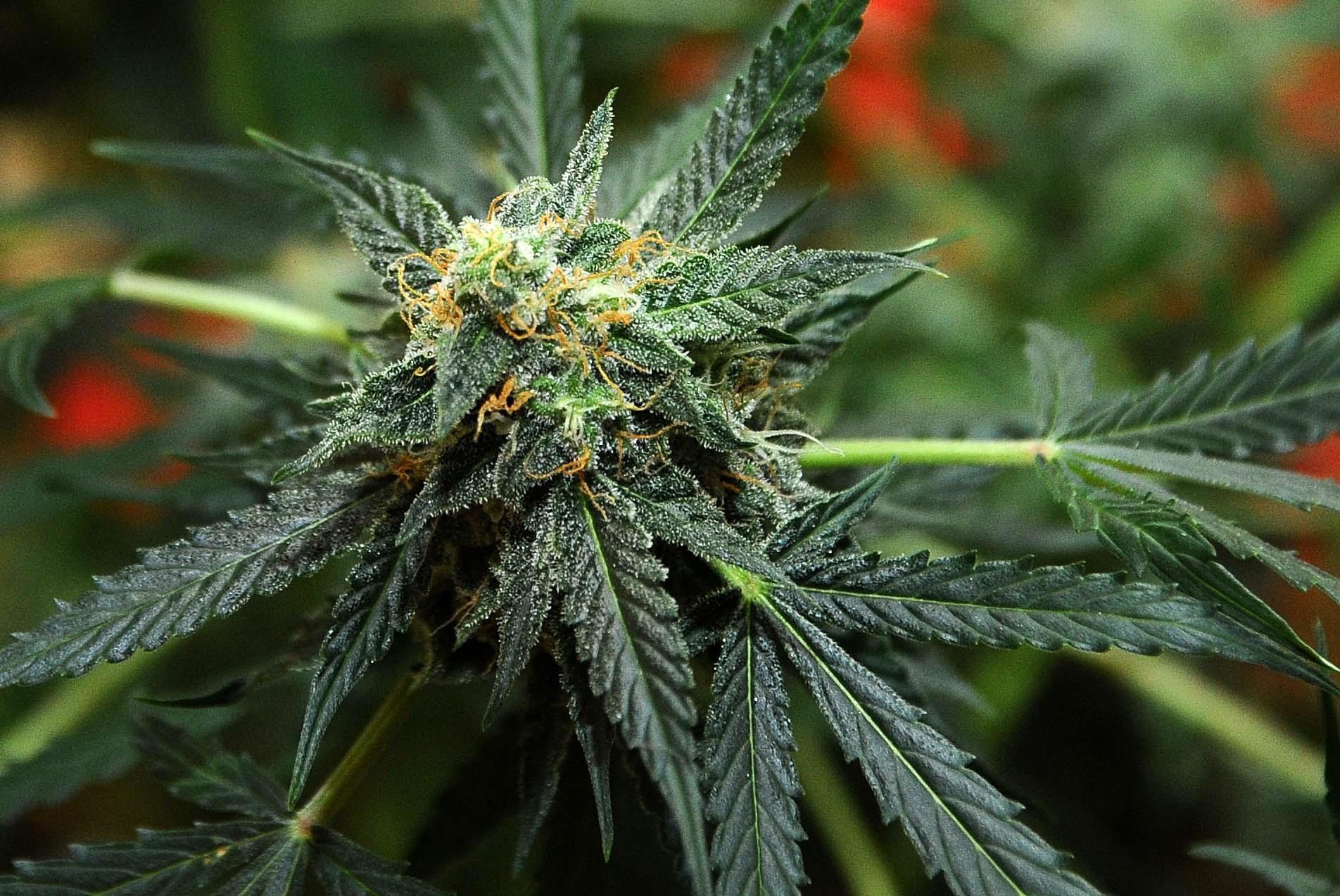 Referendum Cannabis online, raggiunte oltre 330mila firme