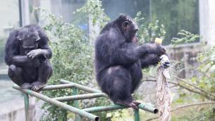 Ricerca, anche gorilla e scimpanzé 'conoscono' l'economia