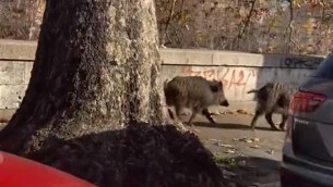 Roma, cinghiali a passeggio su Lungotevere - Video