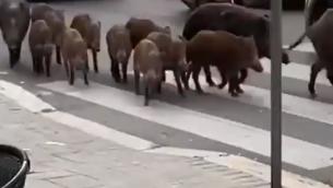 Roma, cinghiali a spasso sulla Trionfale: video è virale