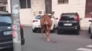 Roma, dopo il leone tocca a un vitello: animale in fuga tra le auto a Vitinia - Video