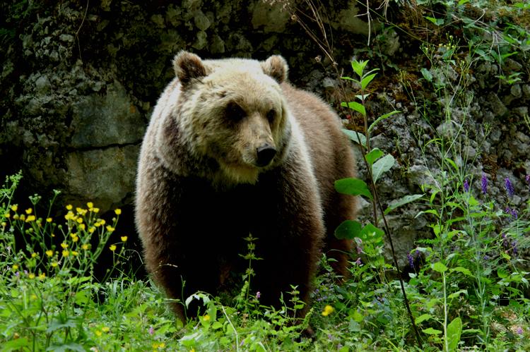 Runner morto a Trento, ad aggredire è stata orsa Jj4