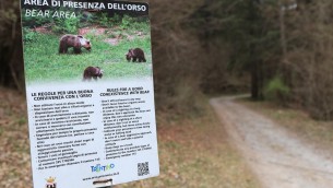 Runner morto a Trento, catturata orsa Jj4