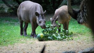 San Valentino, la storia d'amore dei tapiri Irene e Rondel un test per gli scienziati