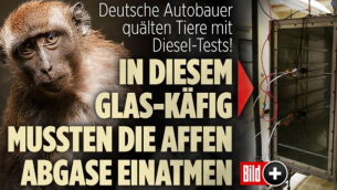 scimmie_test_auto_bild
