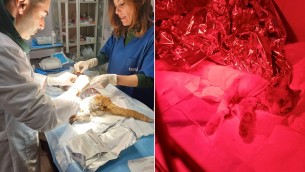 Scuoiato vivo e salvato dal canile, è morto il gattino Leone