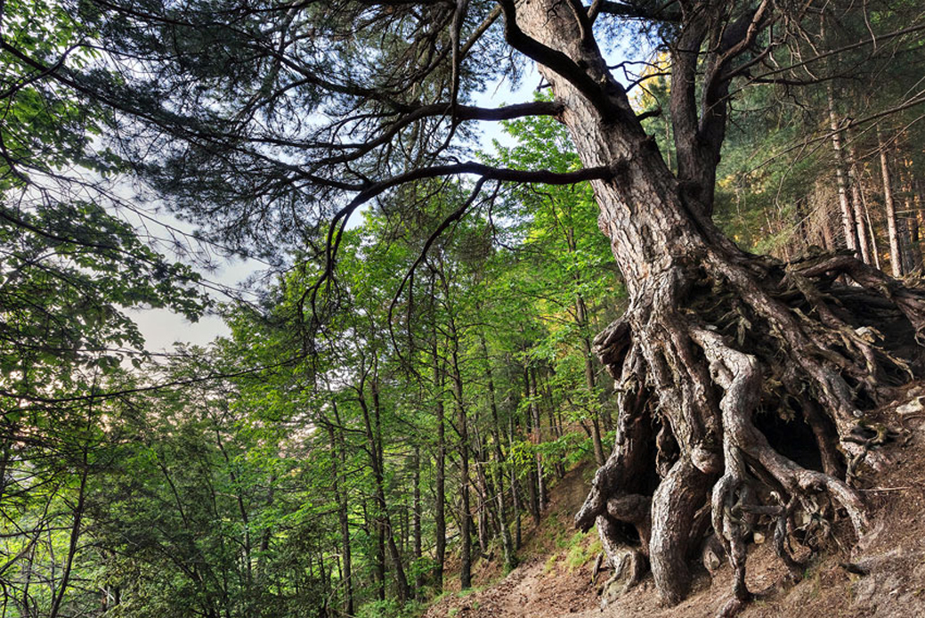 Un pino laricio nel Parco della Sila (foto di A. Gandolfi)