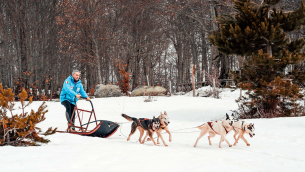 sledog
