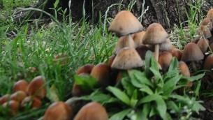 Sos funghi killer, esperto: "Già 4 morti e più intossicazioni dell'anno scorso"