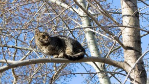 Spara a un gatto e lo fa sbranare dai suoi cani, video virale sui social